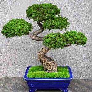 May include: A bonsai tree with a twisted, textured brown trunk and vibrant green foliage arranged in three distinct layers. The tree is planted in a rectangular, glossy cobalt blue ceramic pot with four small feet, filled with bright green moss.