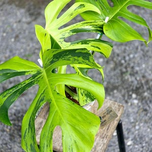 Monstera electro light - Etsy 日本