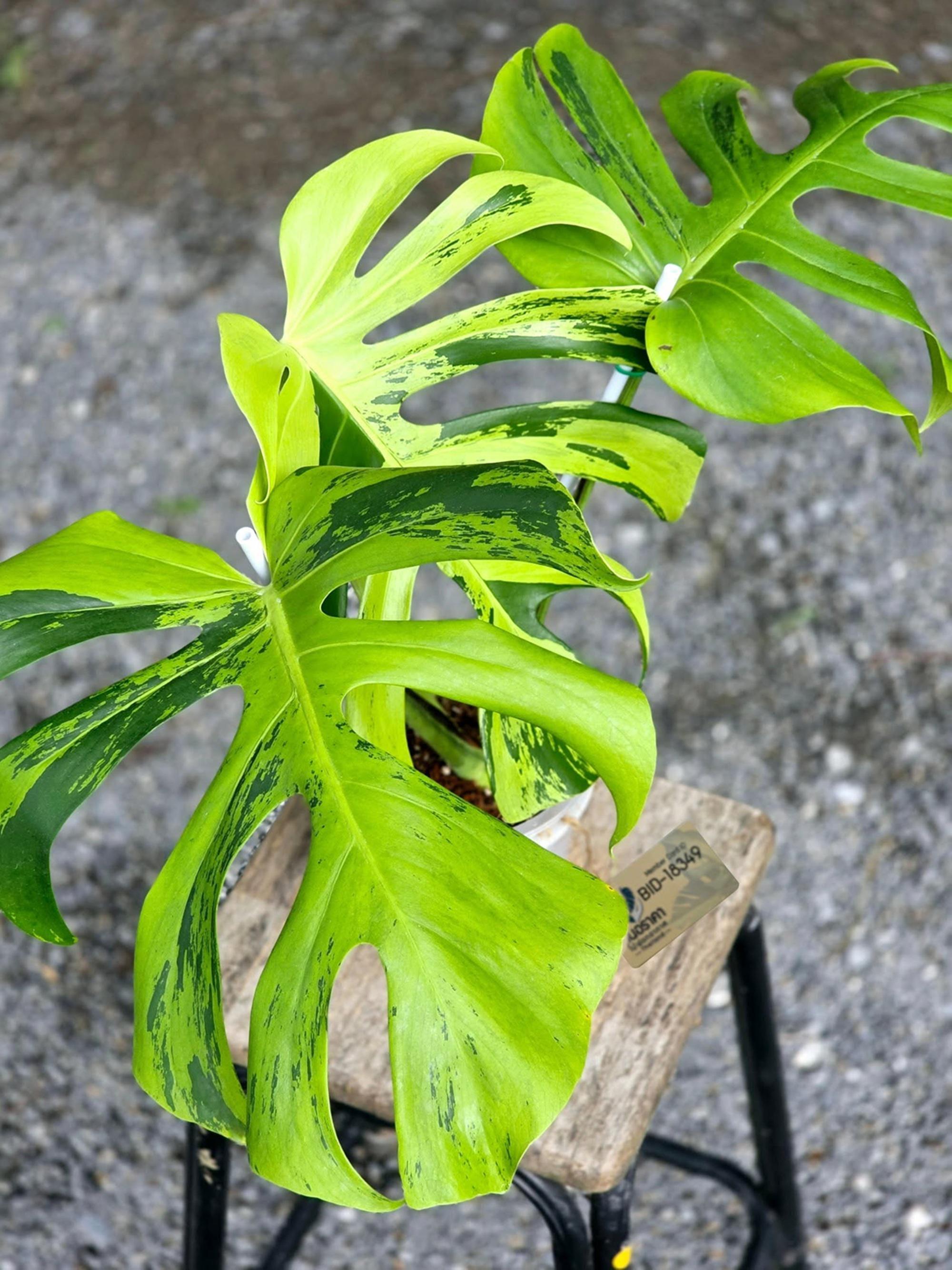 Monstera electro light - Etsy 日本
