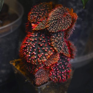 Puede incluir: Una planta Begonia con hojas oscuras, texturizadas y en forma de corazón, cubiertas de pequeñas protuberancias rojas similares a pelos. El follaje muestra un color base profundo, casi negro, con bordes y puntas de color rojo vibrante.