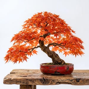 May include: A Japanese maple bonsai tree with vibrant orange and red leaves, featuring a thick, textured, gnarled brown trunk. The tree is planted in a round, glossy red ceramic pot with visible cracks, showcasing a classic, balanced aesthetic.