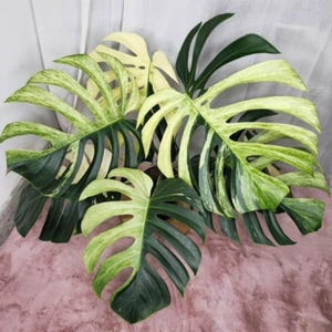 Monstera electro light - Etsy 日本