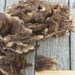 Romeldale Lamb Fleece, Washed, Undyed, Brown, Moorit, 2 Ounces, Natural, Fiber, Wool, Spin, Felt, Mocha