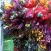 Dyed, Masham, Lamb, Fleece, Wool, 5.1 ounces, Spin, Felt, Doll Hair, Autumn Jewels