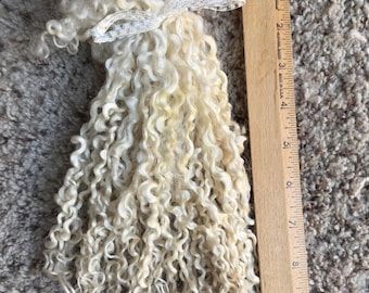 May include: A bundle of off-white, curly, long-staple wool locks tied with a white lace ribbon. A wooden ruler is placed alongside the wool, showing the locks measure approximately 9 inches in length from the top tie to the bottom ends.