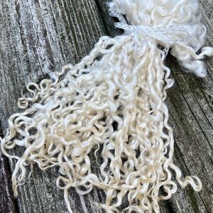 LONG Teeswater Lamb Locks, Washed, Undyed, White, Cream, Tailspinning, 1 ounce, Doll Hair, Wool, Spin, Felt, Fleece, Rehair, Wensleydale