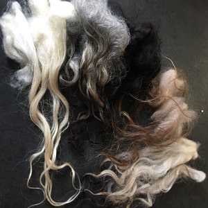 Icelandic Locks, Grab Bag Sampler, Free Shipping, Washed, Undyed, Extra Long, Tailspinning, Spin, Felt, Doll Hair, Fleece, Wool, 2 ounces