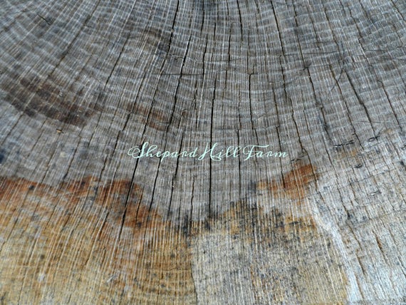 Free Wood Grain Art Digital Download Styled Stock Photography Tree (PSD