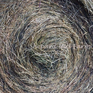 May include: Close-up of a round bale of hay, showcasing a spiral pattern. The hay is a mix of brown and tan hues, with visible strands and textures. The text "Shepard Hill Farm" is visible.