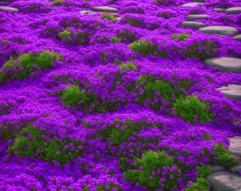 Creeping Thyme Seeds, Low-Growing Ground Cover, Rock Garden Alternative (210,000 Seeds)