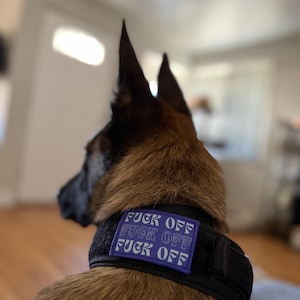 May include: A black tactical dog collar featuring a rectangular purple patch with the text FUCK OFF repeated three times in white lettering. The collar is worn around the neck of a brown and black dog, showing the back of the head and ears.
