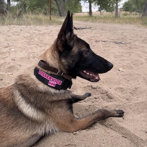 May include: A Belgian Malinois dog with a black mask and tan fur wearing a dark brown leather collar and a black tactical collar patch featuring the pink embroidered text DISSERVICE DOG in a bold, rounded font, viewed from the side profile.