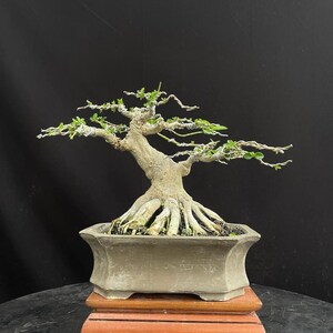 Puede incluir: Un bonsái con un tronco grueso y texturizado con raíces expuestas, que presenta ramas delgadas envueltas en alambre plateado y pequeñas hojas verdes. El árbol está plantado en una maceta rectangular de cerámica gris claro sobre una base de madera.