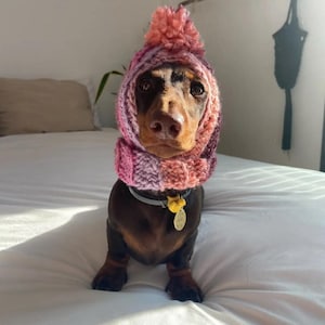 Peut inclure: Un teckel à poil ras marron et noir portant un bonnet tricoté à la main dans des tons de rose, violet et blanc. Le bonnet présente une texture côtelée autour du visage et un gros pompon sur le dessus. Le chien porte un collier gris avec une médaille jaune.