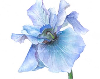 Giclee Art Print. Blue IRIS. Original Watercolor Flower Painting Art Print -- 8.5"x11"  For botanical art collectors.