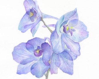 Giclee Art Print. Purple Larkspur. Original Watercolor Flower Painting Art Print -- 8.5"x11"  For botanical art collectors.