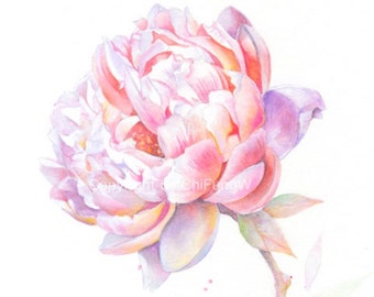 Giclee Art Print. Purple PEONY. Original Watercolor Flower Painting Art Print -- 8.5"x11"  For botanical art collectors.