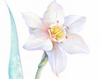 Giclee Art Print. White Daffodil. Original Watercolor Flower Painting Art Print -- 8.5"x11"  For botanical art collectors.