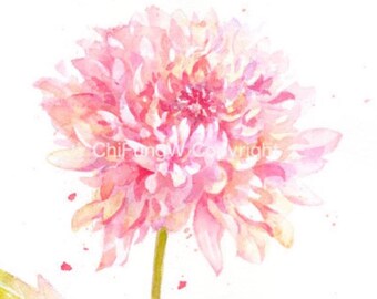 Giclee Art Print. Pink CHRYSANTHEMUM. Original Watercolor Flower Painting Art Print -- 8.5"x11"  For botanical art collectors.