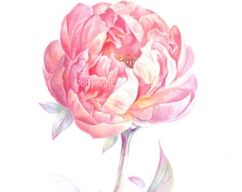 Giclee Art Print. Pink Peony.  Original Watercolor Flower Painting Art Print -- 8.5"x11"  For botanical art collectors.