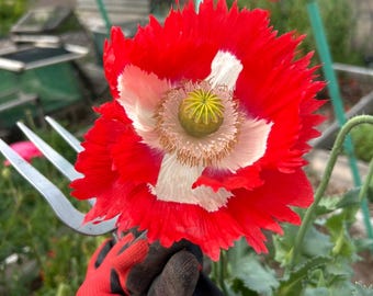 Sweet dangly poppy  with FREE red Poppy seeds