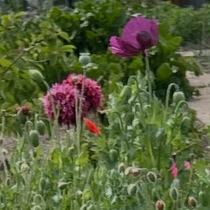 May include: A garden scene featuring a large, vibrant purple poppy in full bloom alongside a dense, ruffled dark pink poppy flower. Numerous green, unopened poppy buds on tall, slender stems are scattered throughout the lush foliage.