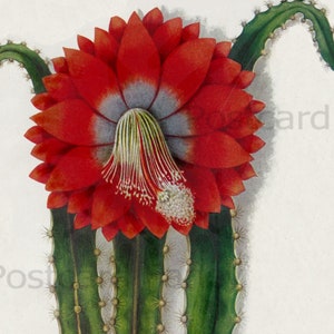 Christmas Cactus, Antique Botanical, Instant DIGITAL Download, VINTAGE