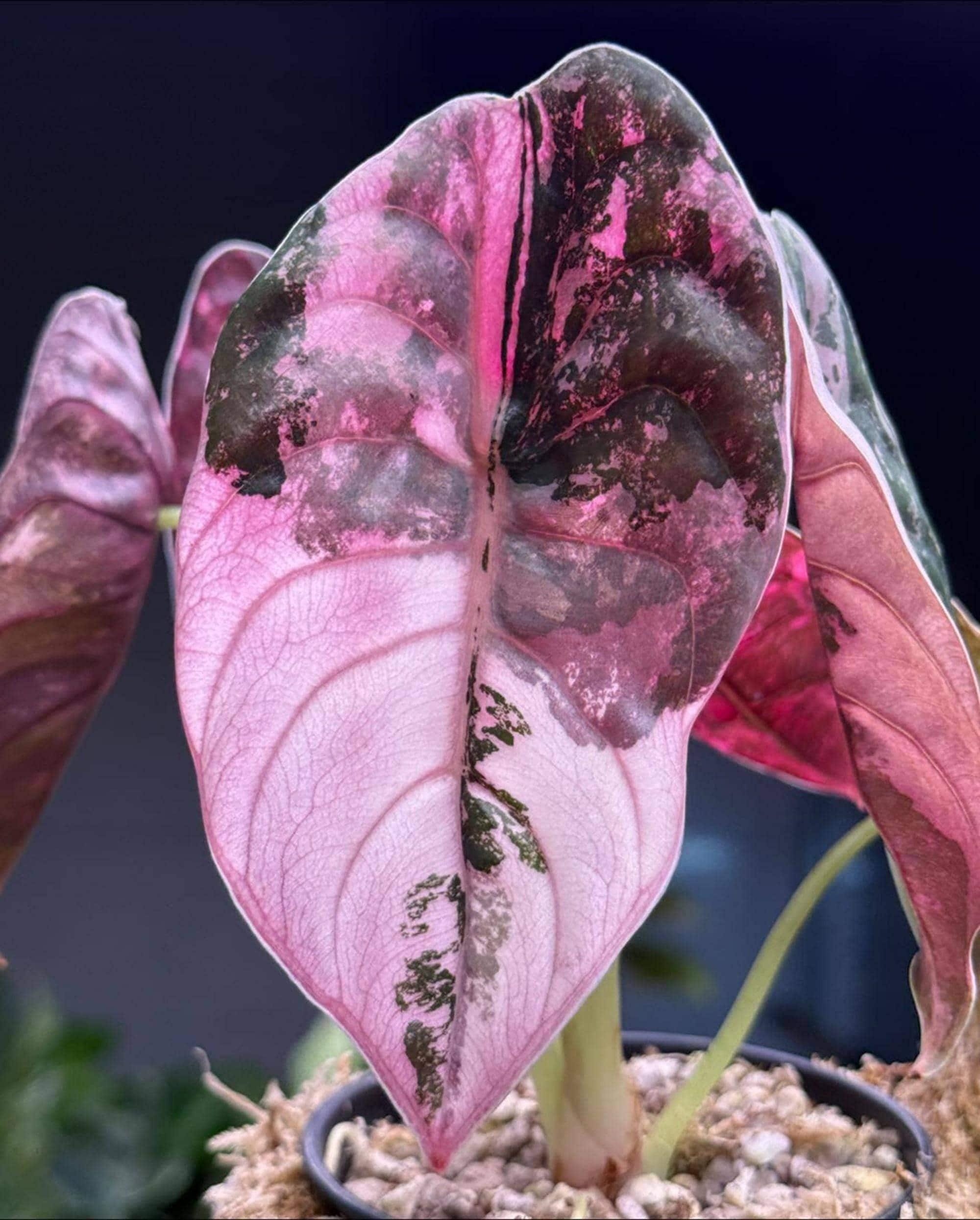 Alocasia cuprea - Etsy 日本