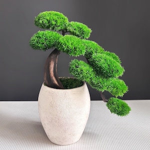 Decoratie met geconserveerd mos, bonsai in Japanse stijl voor op het bureau | Handbeschilderde draadkist | Beige keramiek, 24 cm