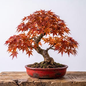 生きたイロハモミジ、秋の深紅の盆栽 | 陶器鉢 | 樹齢9年の成熟したイロハモミジ