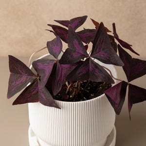 Peut inclure: Une plante Oxalis triangularis en pot avec des feuilles triangulaires violet foncé aux centres plus clairs, placée dans un pot en céramique blanc à côtes verticales avec une soucoupe circulaire assortie et le texte Niente.