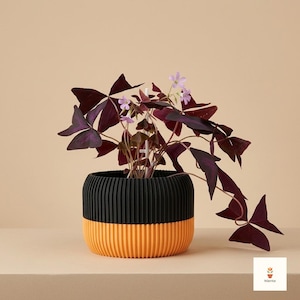 Peut inclure: Une plante Oxalis triangularis en pot avec des feuilles triangulaires violet foncé et de petites fleurs violet clair, dans un cache-pot cylindrique à texture côtelée, avec une partie supérieure noire mate et une base orange vif.