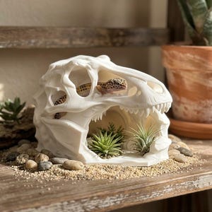 Könnte beinhalten: Eine weiße, hohle, dreidimensionale Dinosaurierschädel-Skulptur mit einer großen Öffnung an der Seite. Ein kleiner, gefleckter Leopardgecko ruht in der oberen Augenhöhle, während zwei kleine grüne Luftpflanzen im Bereich des Unterkiefers platziert sind.