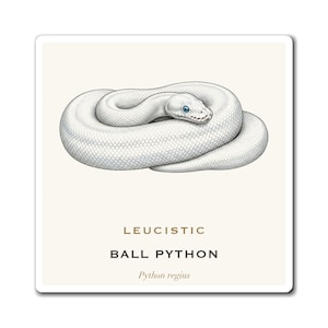 May include: A square print featuring a coiled white leucistic ball python with bright blue eyes. The text reads LEUCISTIC BALL PYTHON and Python regius in a clean font. The snake has detailed scales and is centered on a light cream background.