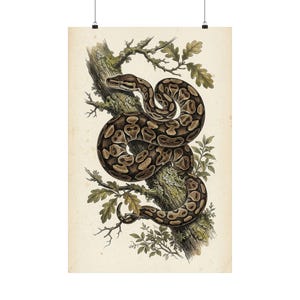 Vintage Ball Python Print, Naturalist Snake Wall Art, Herpetology Poster (Museum Quality)