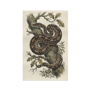 Vintage Ball Python Tea Towel, Naturalist Snake Illustration, Herpetology Kitchen Gift