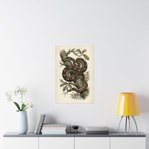 Snake Dad Gift, Ball Python Wall Art, Vintage Naturalist Print, Reptile Room Decor, Ball Python Owner Present