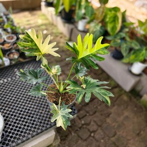 BELEZA DE THAUMATOPHYLLUM JAVA