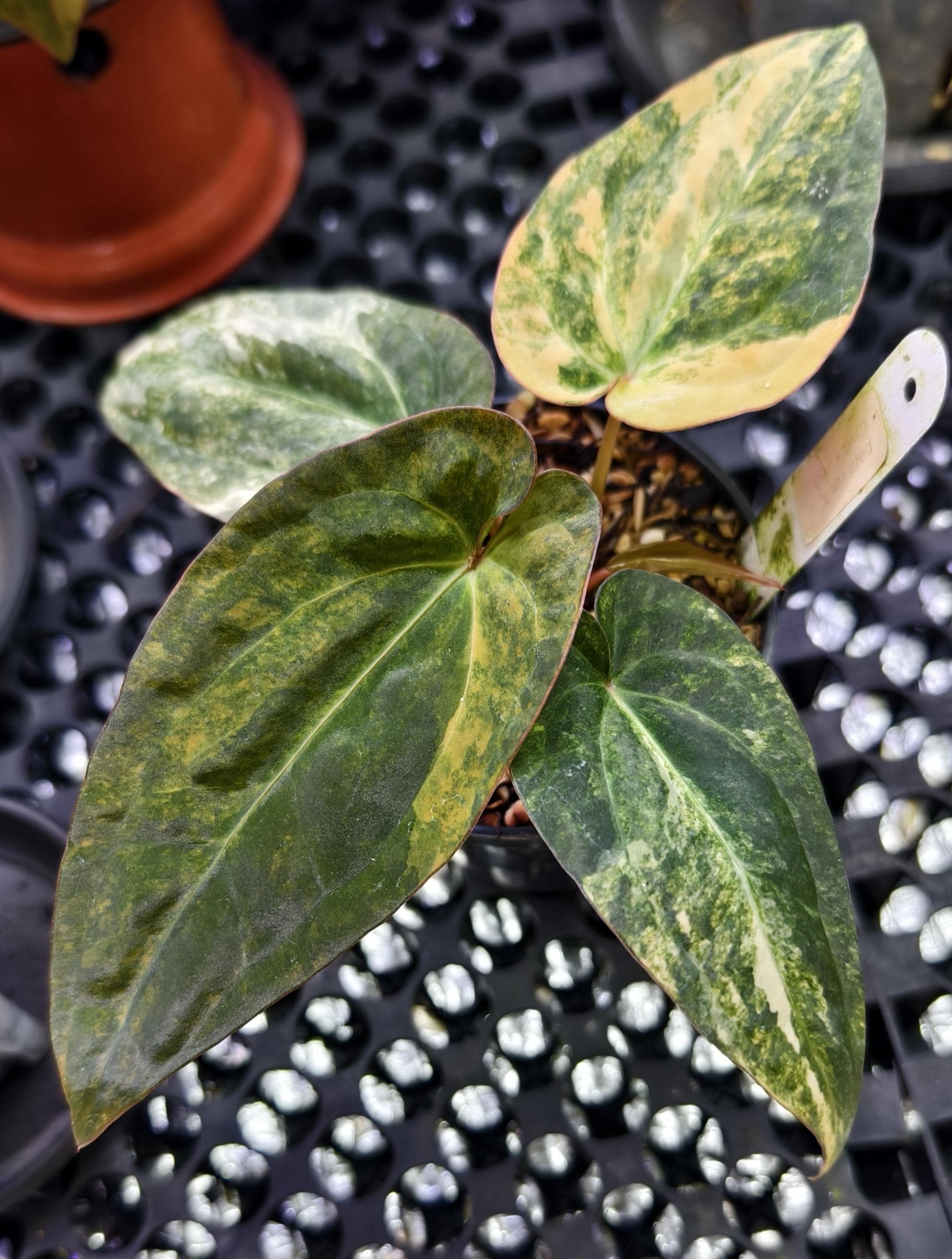 Anthurium papillilaminum - Etsy 日本