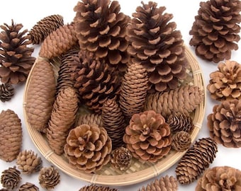 50 organic  farm grown and collected dried  pine cones. Assorted small medium large.