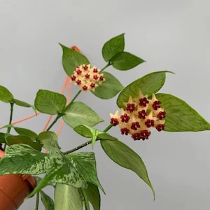 以下が含まれることがあります： 緑と白の斑入り葉を持つホヤの植物で、星型の花が2房咲いています。それぞれの花は淡い黄色の花びらと濃い赤色の中心部を持っています。植物はオレンジ色のハンガーが付いたテラコッタ色の鉢に入っています。