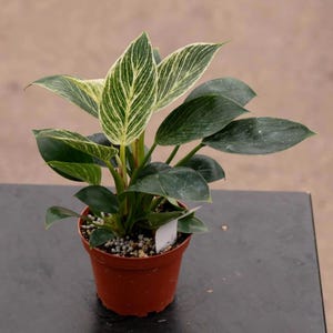 Può includere: Una pianta da appartamento Philodendron Birkin in un vaso di plastica color terracotta. La pianta presenta foglie verde scuro, lucide e a forma di cuore con striature bianche. Un piccolo cartellino bianco è inserito nel terriccio.