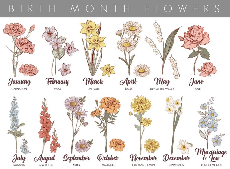 May include: A chart displaying the birth month flowers, featuring hand-drawn illustrations of each bloom. The flowers are organised in rows by month, with the name of the flower and month listed beneath each illustration. The flowers include carnation, violet, daffodil, daisy, lily of the valley, rose, larkspur, gladiolus, aster, marigold, chrysanthemum, narcissus, and forget-me-not.