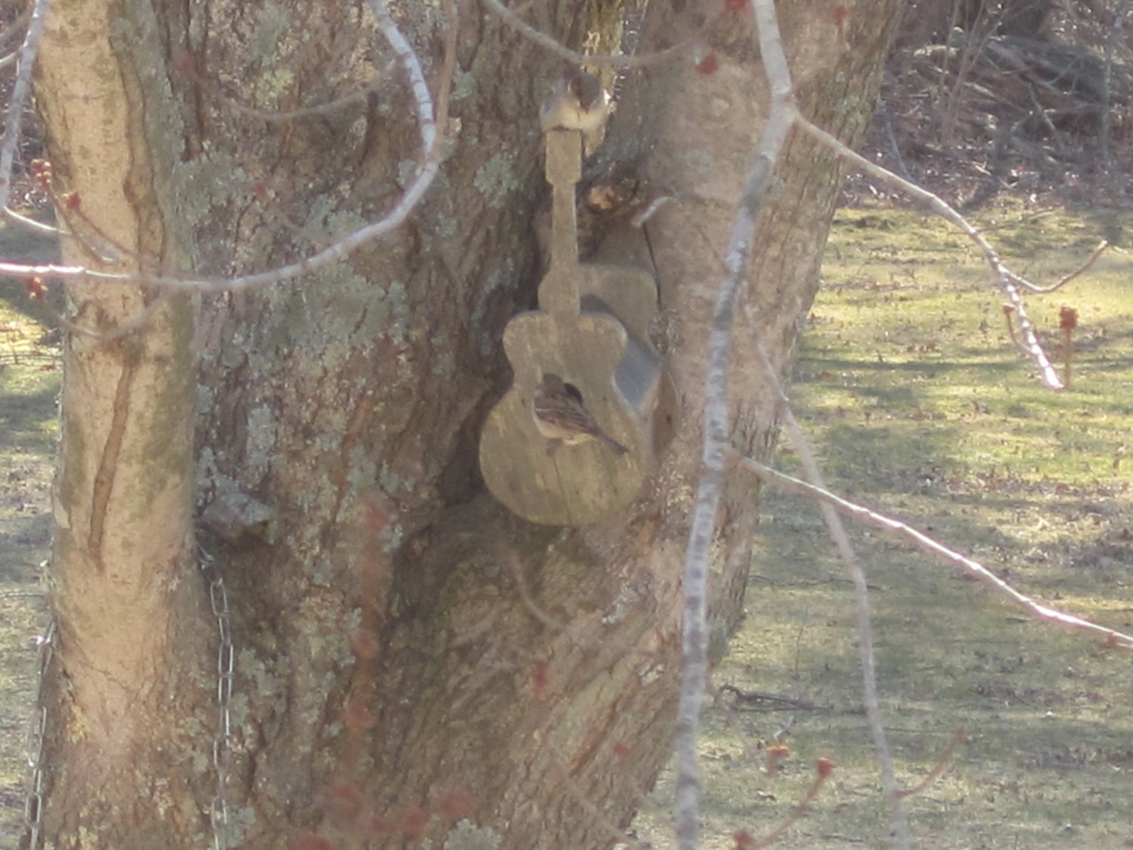 Guitar Banjo Mandolin Fiddle Bass Instrument Bird House; Gifts for ...