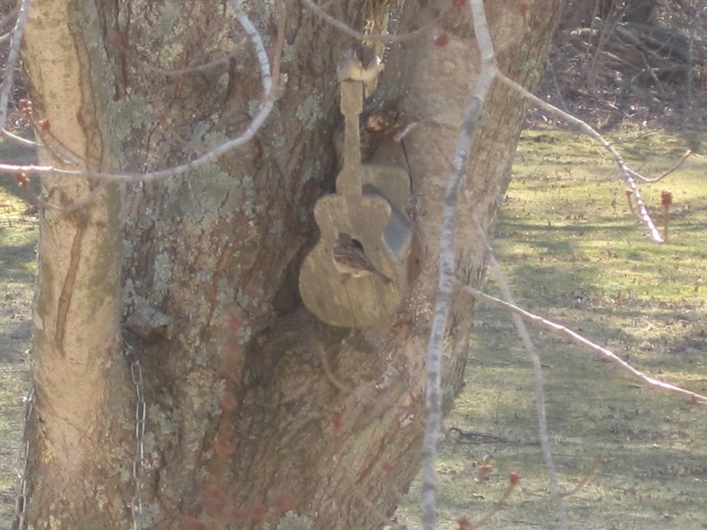 May include: A wooden birdhouse shaped like a guitar is attached to a tree trunk. The birdhouse is painted brown and has a small opening for birds to enter.