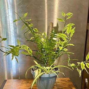 May include: A potted plant arrangement featuring a central zig-zag cactus with green stems, a tall fern, and a variegated spider plant with long, thin green and white leaves. The plants are housed in a simple, light blue plastic pot.