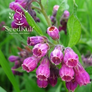 May include: A cluster of bell-shaped purple and pink comfrey flowers with green leaves. The image features a white logo with the text SK SeedKult PLANT TODAY GROW FOREVER overlaid on the upper left side of the vibrant floral botanical display.