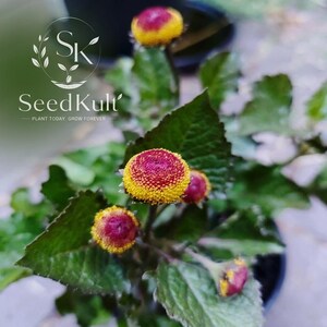 May include: A plant with dark green, serrated leaves and several round flower heads featuring a deep magenta center surrounded by a bright yellow ring. The logo for SeedKult with the text "SK SeedKult PLANT TODAY, GROW FOREVER" is visible.