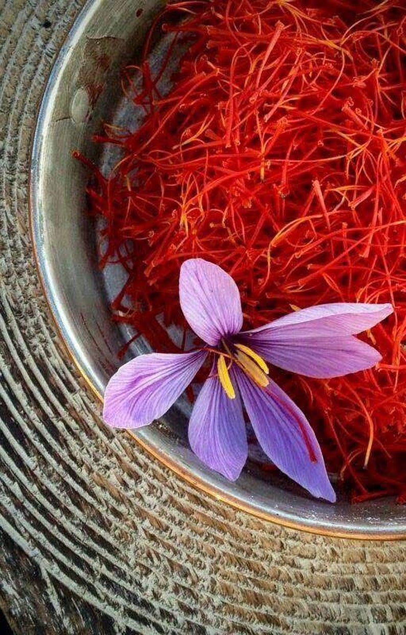 Single Saffron Thread 10 Saffron Crocus Corms for Planting, Crocus Sativus Bulbs, Fall Purple ...