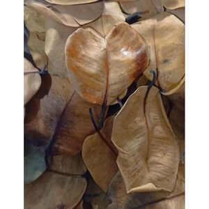50-500gr Daun Duwet (Syzygium cumini) Java Plum Drie leaves Organic Single Spice Natural Herbal Herbs Wildcrafted